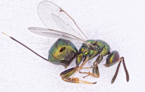 Torymus sp.